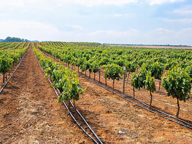 Vineyard rows