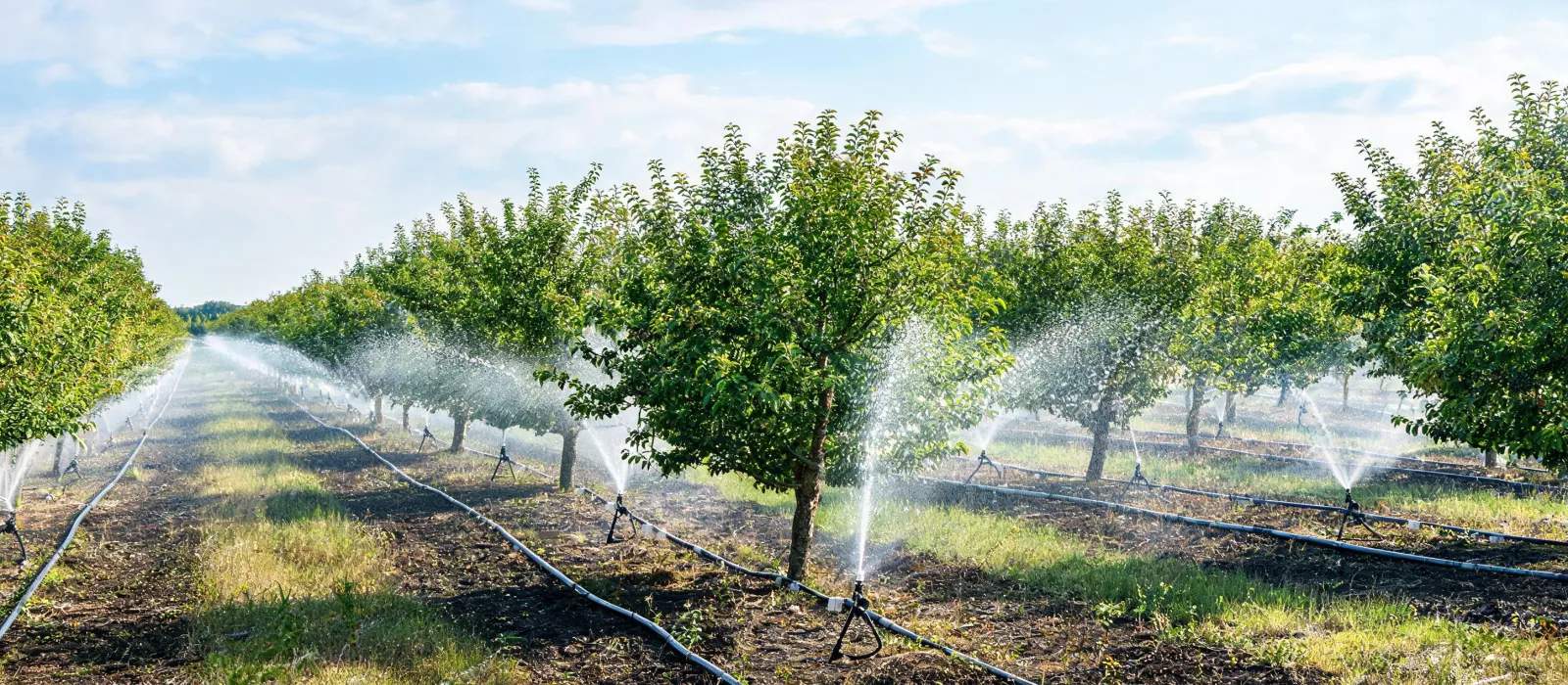 Orchard micro sprinkler installation