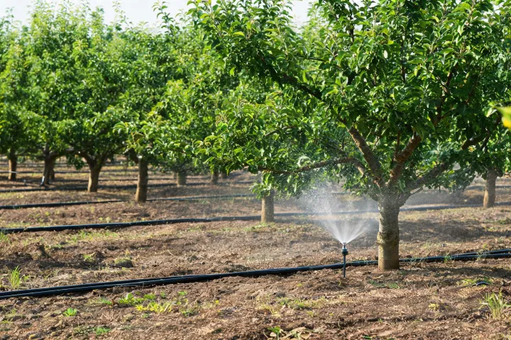 Fruit orchard rows