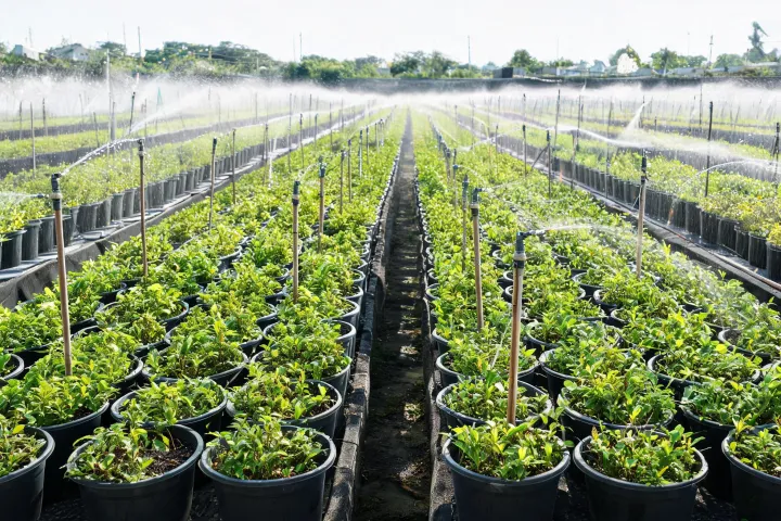 Commercial container nursery